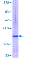 SNTB2 Protein - 12.5% SDS-PAGE Stained with Coomassie Blue.
