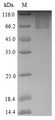 SNTG1 Protein - (Tris-Glycine gel) Discontinuous SDS-PAGE (reduced) with 5% enrichment gel and 15% separation gel.