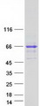 SNTG2 / SYN5 Protein - Purified recombinant protein SNTG2 was analyzed by SDS-PAGE gel and Coomassie Blue Staining