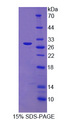 SNX13 Protein - Recombinant Sorting Nexin 13 By SDS-PAGE