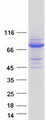 SNX18 Protein - Purified recombinant protein SNX18 was analyzed by SDS-PAGE gel and Coomassie Blue Staining