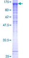 SNX19 Protein - 12.5% SDS-PAGE of human SNX19 stained with Coomassie Blue