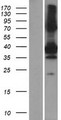 SNX20 Protein - Western validation with an anti-DDK antibody * L: Control HEK293 lysate R: Over-expression lysate