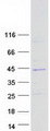 SNX20 Protein - Purified recombinant protein SNX20 was analyzed by SDS-PAGE gel and Coomassie Blue Staining