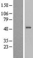 SNX32 Protein - Western validation with an anti-DDK antibody * L: Control HEK293 lysate R: Over-expression lysate