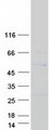 SNX32 Protein - Purified recombinant protein SNX32 was analyzed by SDS-PAGE gel and Coomassie Blue Staining