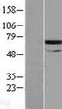 SNX33 Protein - Western validation with an anti-DDK antibody * L: Control HEK293 lysate R: Over-expression lysate