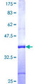 SNX33 Protein - 12.5% SDS-PAGE Stained with Coomassie Blue.