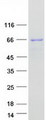 SNX33 Protein - Purified recombinant protein SNX33 was analyzed by SDS-PAGE gel and Coomassie Blue Staining