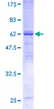 SNX7 Protein - 12.5% SDS-PAGE of human SNX7 stained with Coomassie Blue