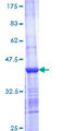 SNX7 Protein - 12.5% SDS-PAGE Stained with Coomassie Blue.