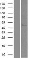 SOHLH2 Protein - Western validation with an anti-DDK antibody * L: Control HEK293 lysate R: Over-expression lysate