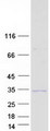 SOX14 Protein - Purified recombinant protein SOX14 was analyzed by SDS-PAGE gel and Coomassie Blue Staining