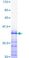 SP1 Protein - 12.5% SDS-PAGE Stained with Coomassie Blue.