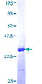 SP6 Transcription Factor Protein - 12.5% SDS-PAGE Stained with Coomassie Blue.