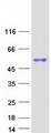 SP6 Transcription Factor Protein - Purified recombinant protein SP6 was analyzed by SDS-PAGE gel and Coomassie Blue Staining