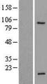 SPACA1 Protein - Western validation with an anti-DDK antibody * L: Control HEK293 lysate R: Over-expression lysate