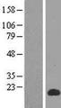 SPACA3 Protein - Western validation with an anti-DDK antibody * L: Control HEK293 lysate R: Over-expression lysate