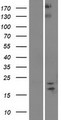 SPAG11B Protein - Western validation with an anti-DDK antibody * L: Control HEK293 lysate R: Over-expression lysate