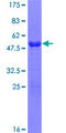 SPAG16 Protein - 12.5% SDS-PAGE of human SPAG16 stained with Coomassie Blue