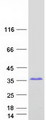 SPAG16 Protein - Purified recombinant protein SPAG16 was analyzed by SDS-PAGE gel and Coomassie Blue Staining