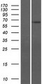 SPAG4 Protein - Western validation with an anti-DDK antibody * L: Control HEK293 lysate R: Over-expression lysate