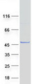 SPAG6 Protein - Purified recombinant protein SPAG6 was analyzed by SDS-PAGE gel and Coomassie Blue Staining