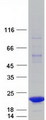SPANXA1 Protein - Purified recombinant protein SPANXA1 was analyzed by SDS-PAGE gel and Coomassie Blue Staining