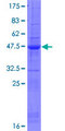 SPATA12 Protein - 12.5% SDS-PAGE of human SPATA12 stained with Coomassie Blue