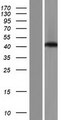 SPATA22 Protein - Western validation with an anti-DDK antibody * L: Control HEK293 lysate R: Over-expression lysate
