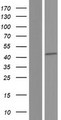 SPATA22 Protein - Western validation with an anti-DDK antibody * L: Control HEK293 lysate R: Over-expression lysate