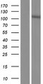 SPATA31D4 Protein - Western validation with an anti-DDK antibody * L: Control HEK293 lysate R: Over-expression lysate
