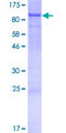 SPATA5 Protein - 12.5% SDS-PAGE of human SPATA5 stained with Coomassie Blue