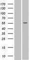 SPATA6 / SRF-1 Protein - Western validation with an anti-DDK antibody * L: Control HEK293 lysate R: Over-expression lysate