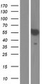 SPATC1 Protein - Western validation with an anti-DDK antibody * L: Control HEK293 lysate R: Over-expression lysate