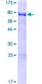 SPATC1 Protein - 12.5% SDS-PAGE of human SPATC1 stained with Coomassie Blue