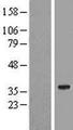 SPATS1 Protein - Western validation with an anti-DDK antibody * L: Control HEK293 lysate R: Over-expression lysate