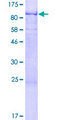 SPATS2 Protein - 12.5% SDS-PAGE of human SPATS2 stained with Coomassie Blue