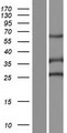 SPEF2 Protein - Western validation with an anti-DDK antibody * L: Control HEK293 lysate R: Over-expression lysate