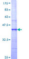 SPEF2 Protein - 12.5% SDS-PAGE Stained with Coomassie Blue.