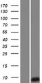SPINK14 Protein - Western validation with an anti-DDK antibody * L: Control HEK293 lysate R: Over-expression lysate