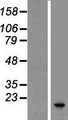 SPINLW1 / EPPIN Protein - Western validation with an anti-DDK antibody * L: Control HEK293 lysate R: Over-expression lysate