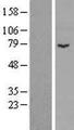 SPIRE1 Protein - Western validation with an anti-DDK antibody * L: Control HEK293 lysate R: Over-expression lysate