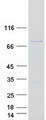 SPIRE1 Protein - Purified recombinant protein SPIRE1 was analyzed by SDS-PAGE gel and Coomassie Blue Staining