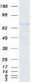 SPIRE2 Protein - Purified recombinant protein SPIRE2 was analyzed by SDS-PAGE gel and Coomassie Blue Staining