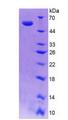 SPR Protein - Recombinant Sepiapterin Reductase By SDS-PAGE