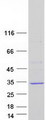 SPRR4 Protein - Purified recombinant protein SPSB4 was analyzed by SDS-PAGE gel and Coomassie Blue Staining