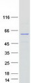 SPRYD3 Protein - Purified recombinant protein SPRYD3 was analyzed by SDS-PAGE gel and Coomassie Blue Staining