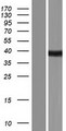 SPT3 / SUPT3H Protein - Western validation with an anti-DDK antibody * L: Control HEK293 lysate R: Over-expression lysate