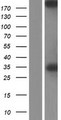 SPTBN2 Protein - Western validation with an anti-DDK antibody * L: Control HEK293 lysate R: Over-expression lysate